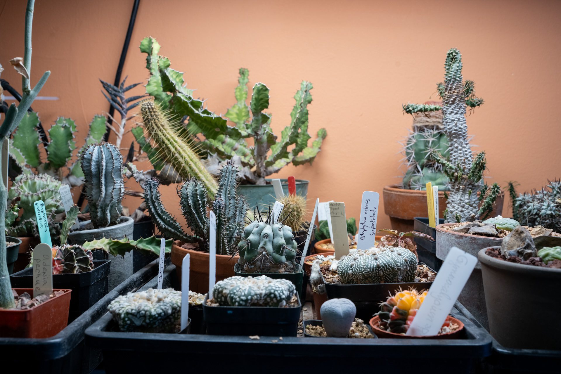 An assortment of succulents are on display at Cafe Cactus. Ozzy Gámez also co-owns Plant Shop Chicago across the street from the cafe.