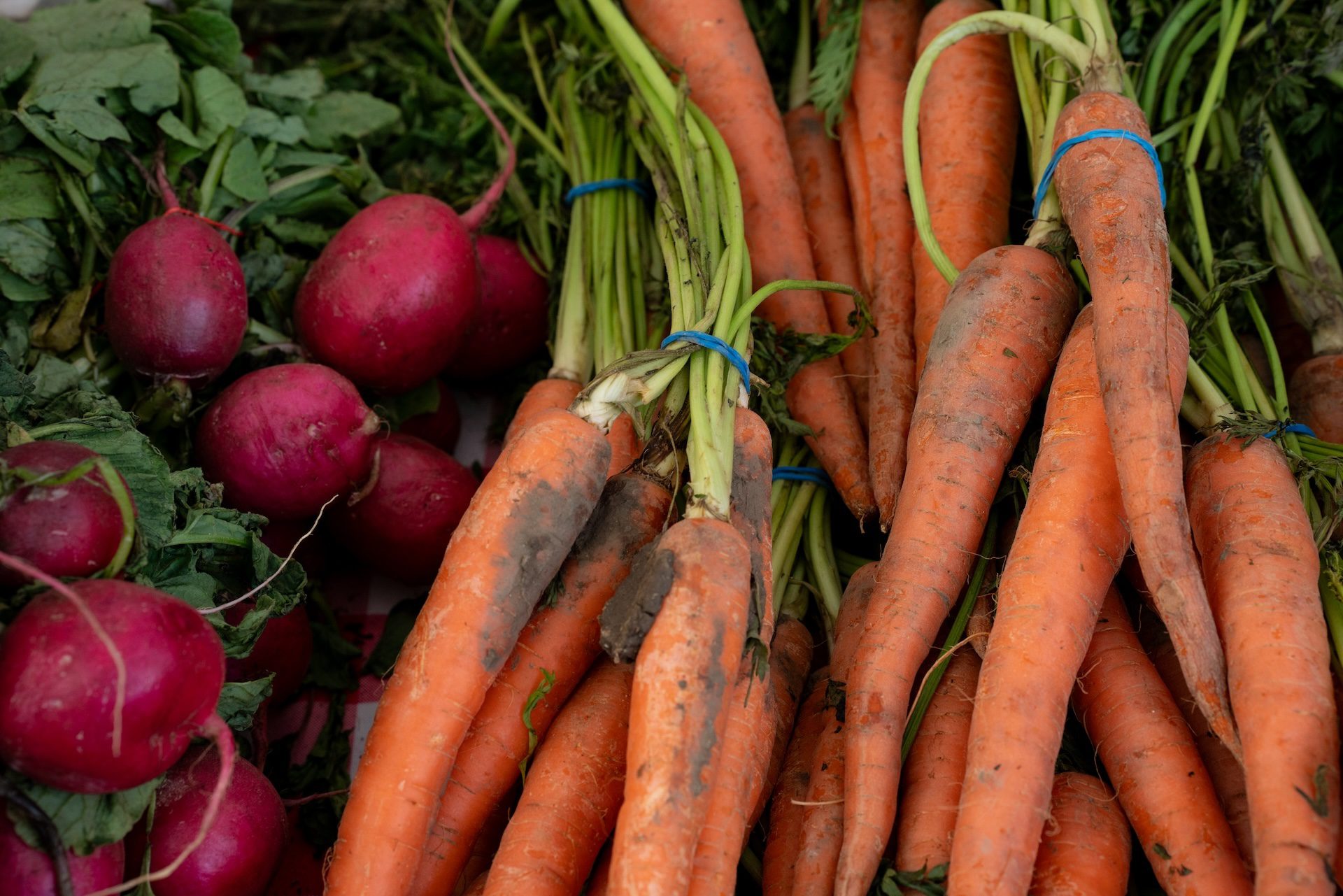 Bushels of Radishes and carrots at the Uptown Farmers Market.