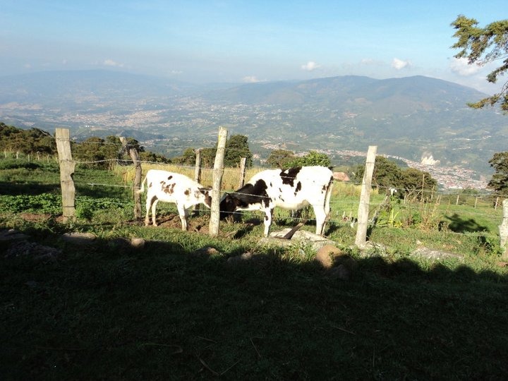 Cows are seen grazing behind a fence at Pabon's farm in western Venezuela.