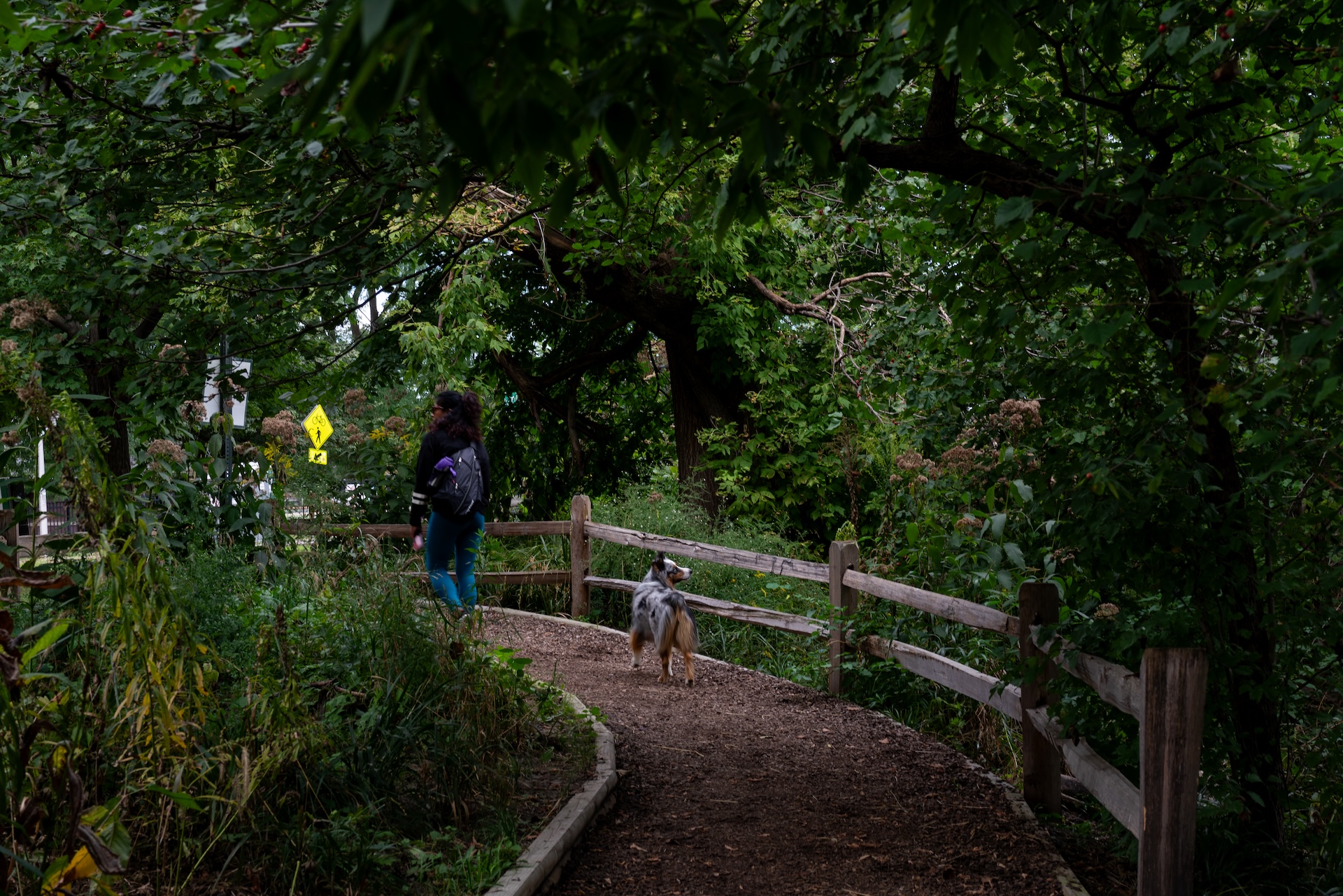 A dog looks towards the river as it follows its owner down a path in Ronan Park.