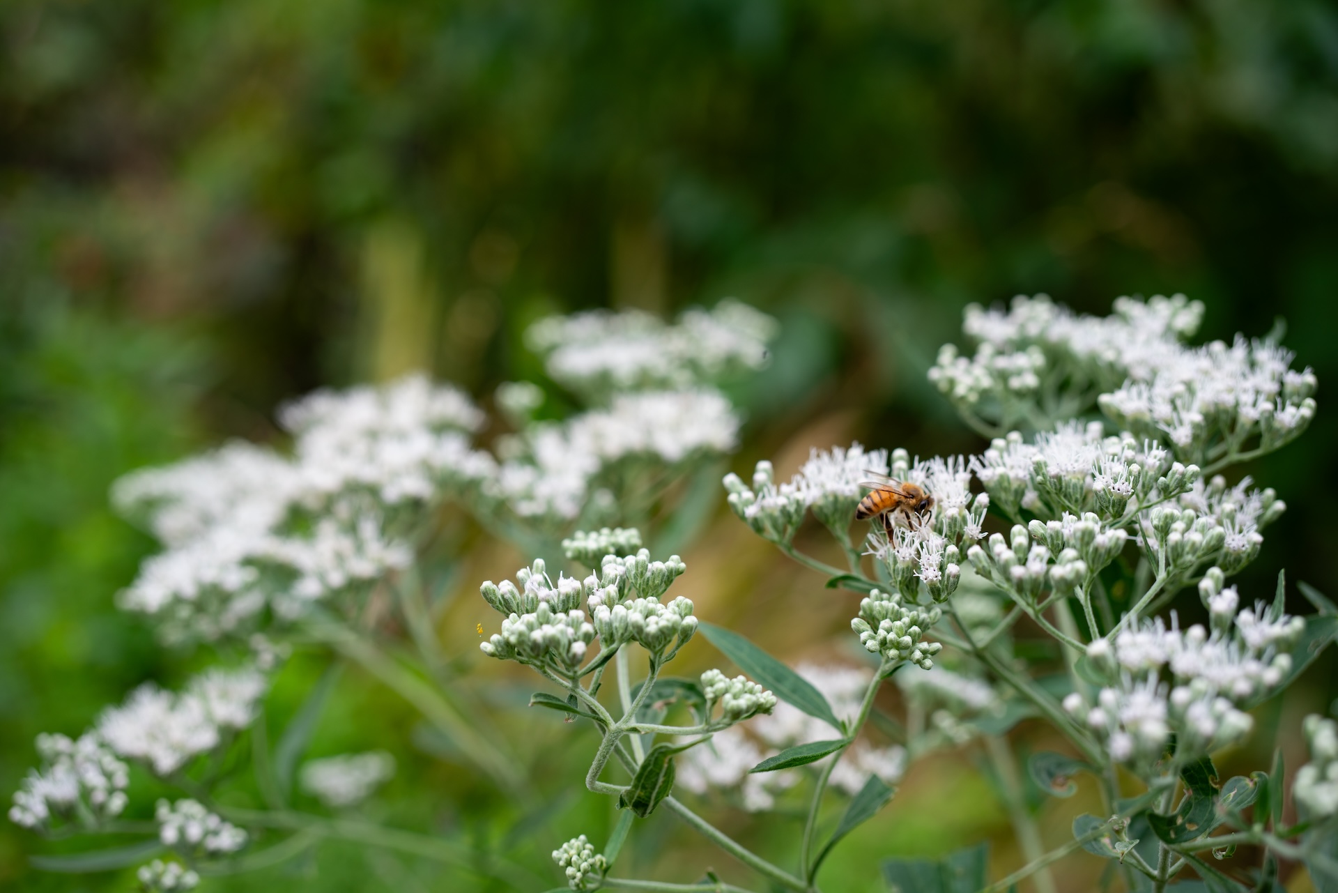 A bee rests on a plant along the river-front trail in Ronan Park.