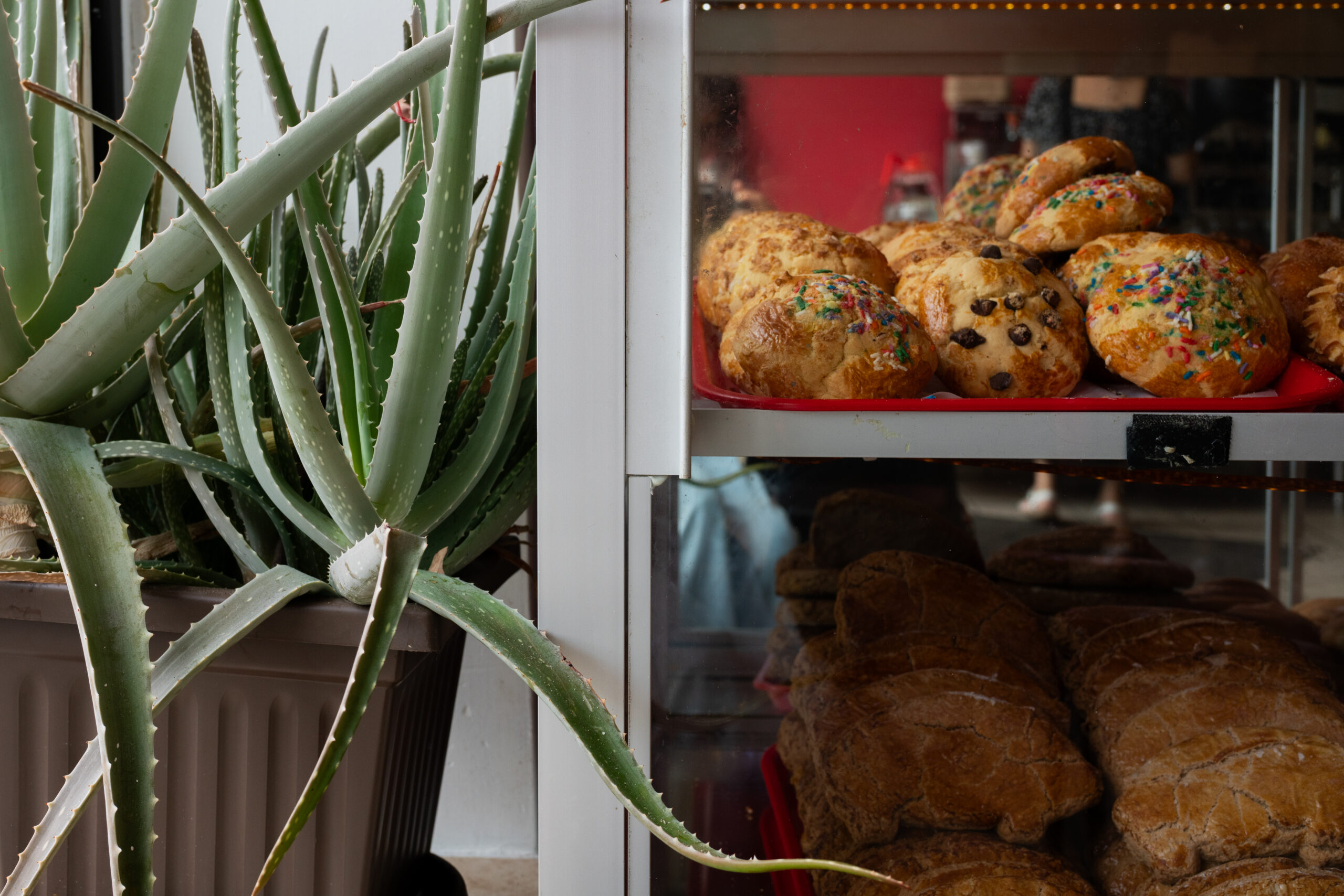 An aloe plant sits next to a case of baked goods at Salgado’s Bakery on Kimball Avenue.